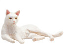 Animal Planet Katze liegend Weiß